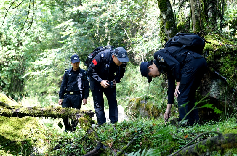 雅安公安”熊貓警察“在林區(qū)搜尋有沒有不法分子布設(shè)的獵夾、獵套.jpg